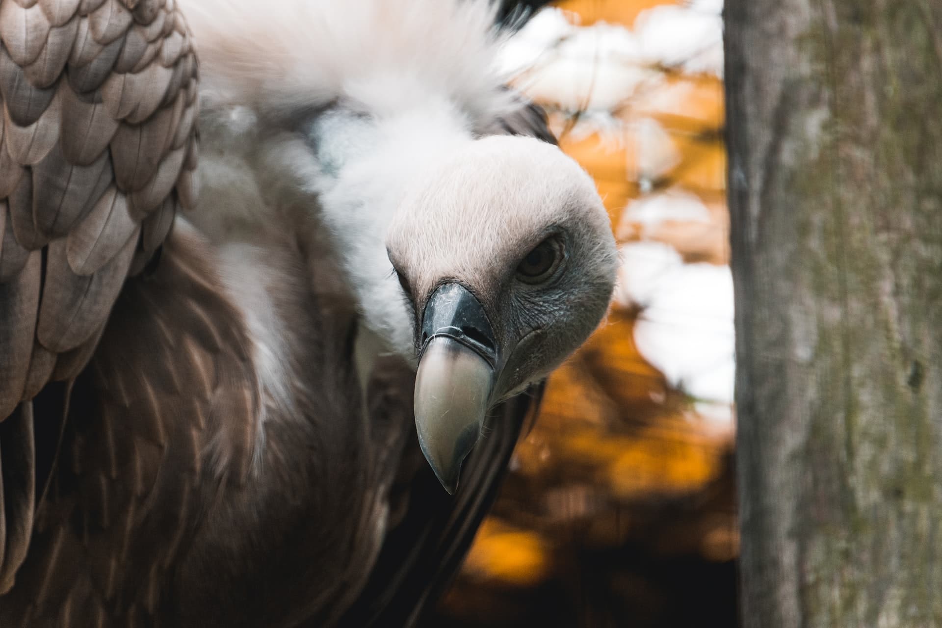 A close-up shot of a condor. In the background, there is wood and some blurry leaves.
