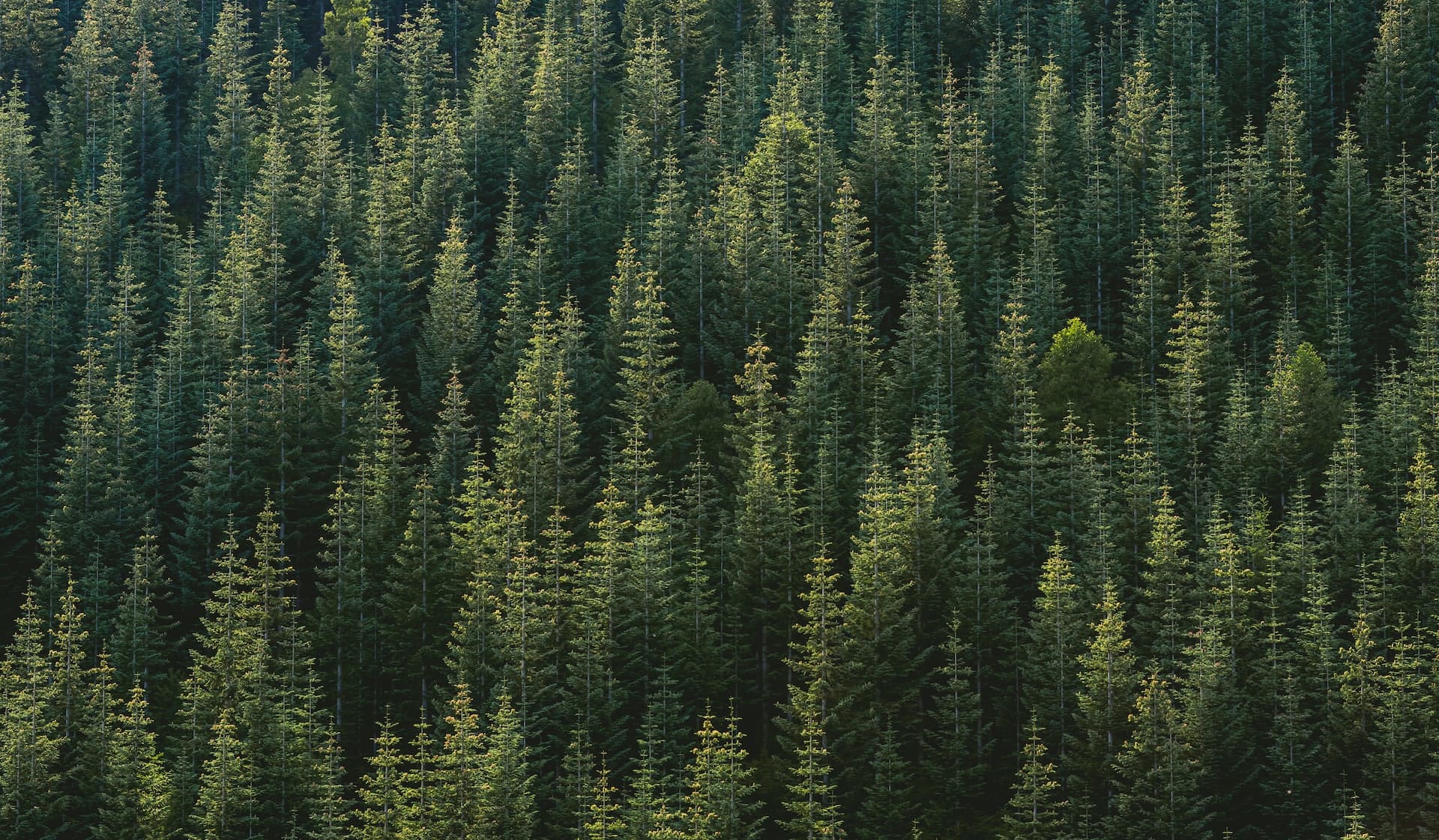 A thick forest of evergreen trees