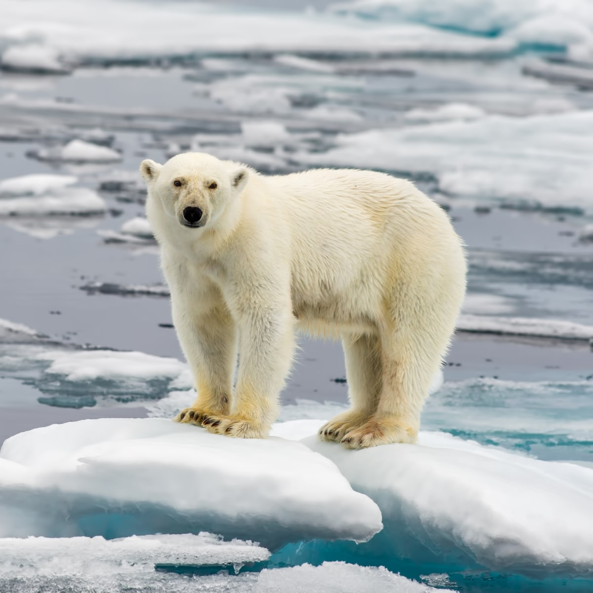 A polar bear stands on a floating chunk of ice.