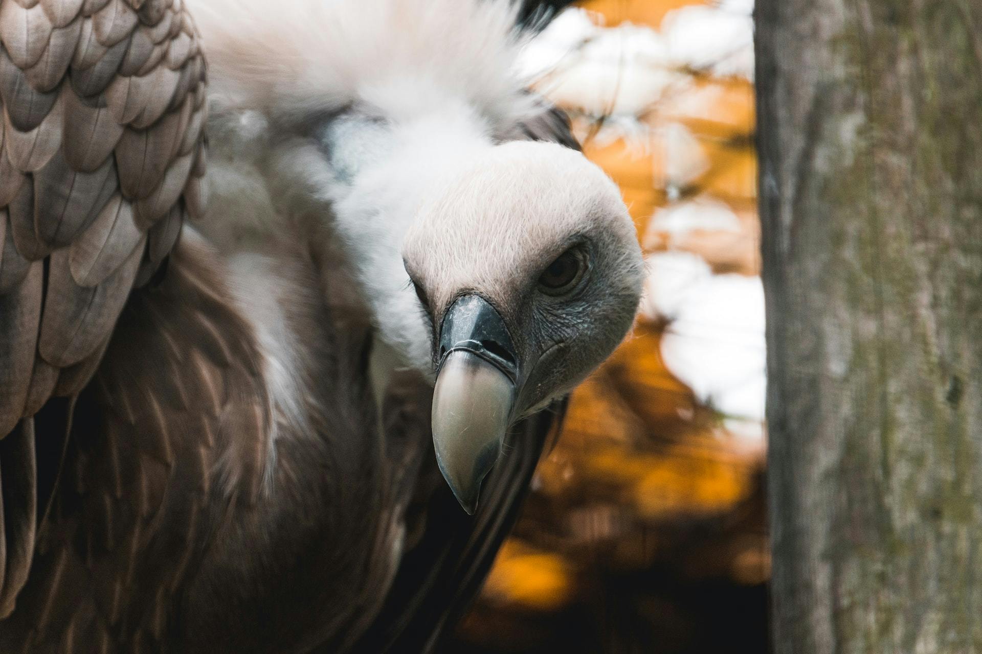 A close-up shot of a condor. In the background, there is wood and some blurry leaves.