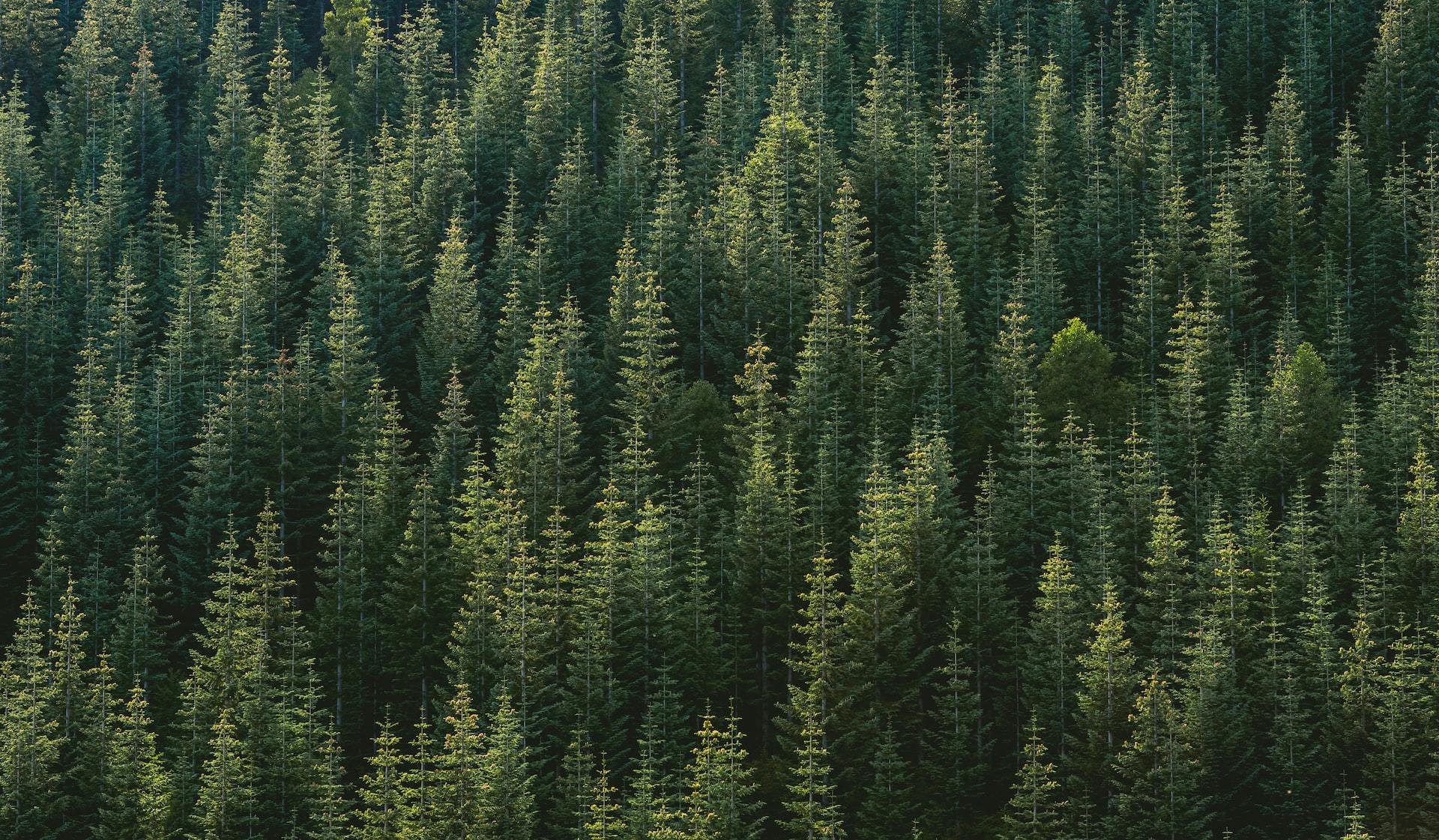 A thick forest of evergreen trees